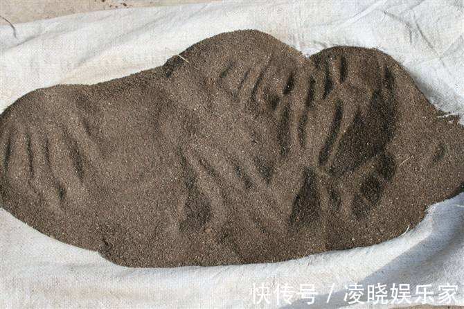 营养土|野外捡点这种怪土，碾碎撒花盆里，全都长到停不下！