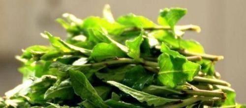 枸杞菜|女性排毒很重要,常吃3种食物,排毒清肠,抗衰老,清理体内毒素