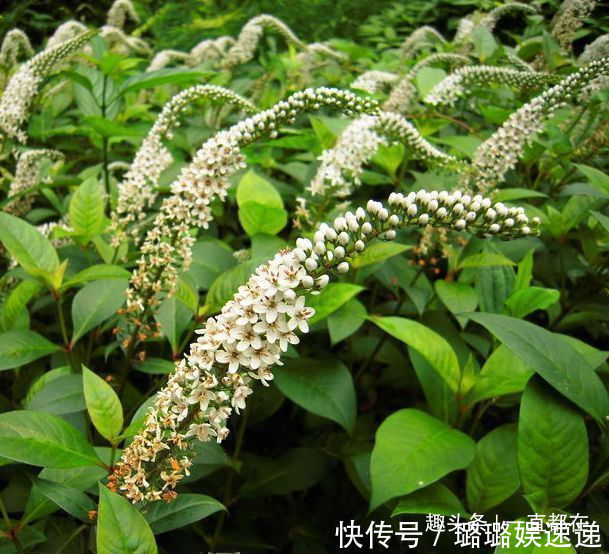 筋草|农村人常吃些珍贵野菜,用于治疗妇科疾病,子宫越来越干净