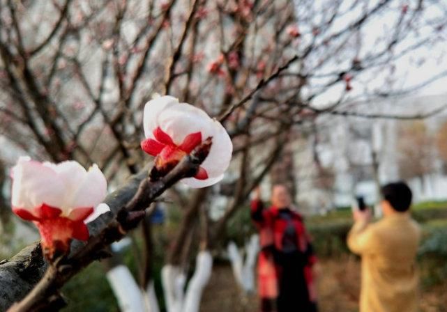 满园春色关不住 绚丽杏花开满枝