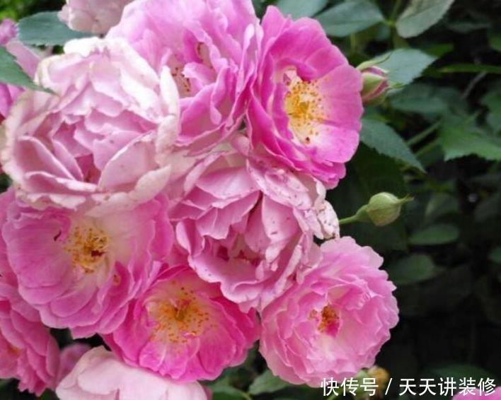 养花就养4种花,家里养一盆,花形别致,散发芳香,你养了吗?