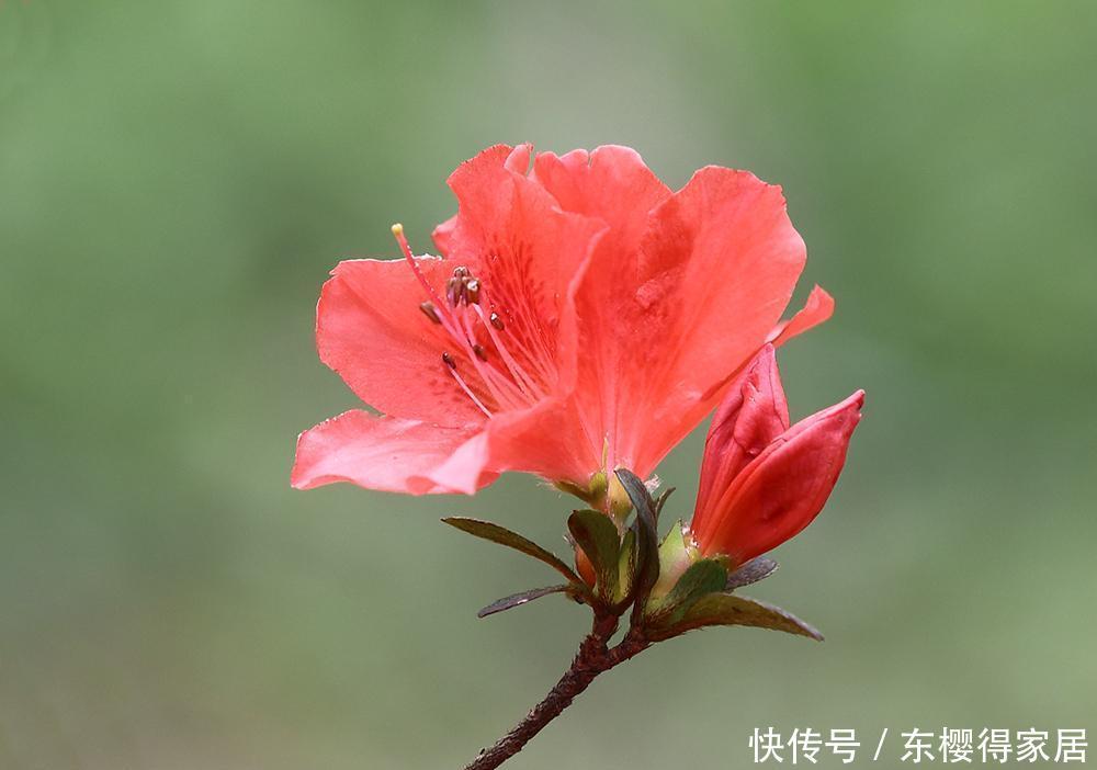  养花妙用醋，改善土质叶片绿油油，这4种花爱吃醋