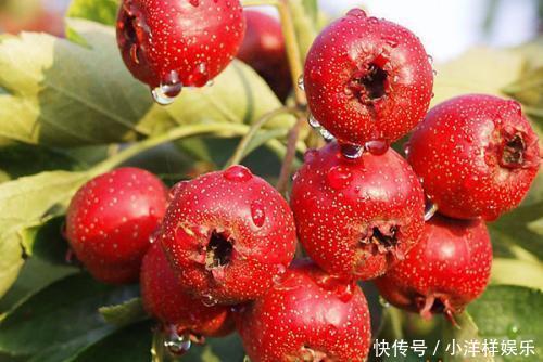 对皮肤好的食物，建议常吃，补血润肤，改善便秘，气色更好