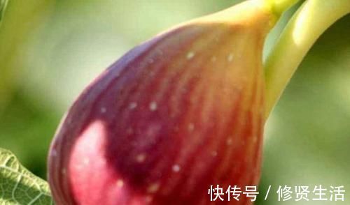 餐桌|怀孕后,孕妈餐桌上尽量多吃4物,或能排出胎毒,预防新生儿黄疸