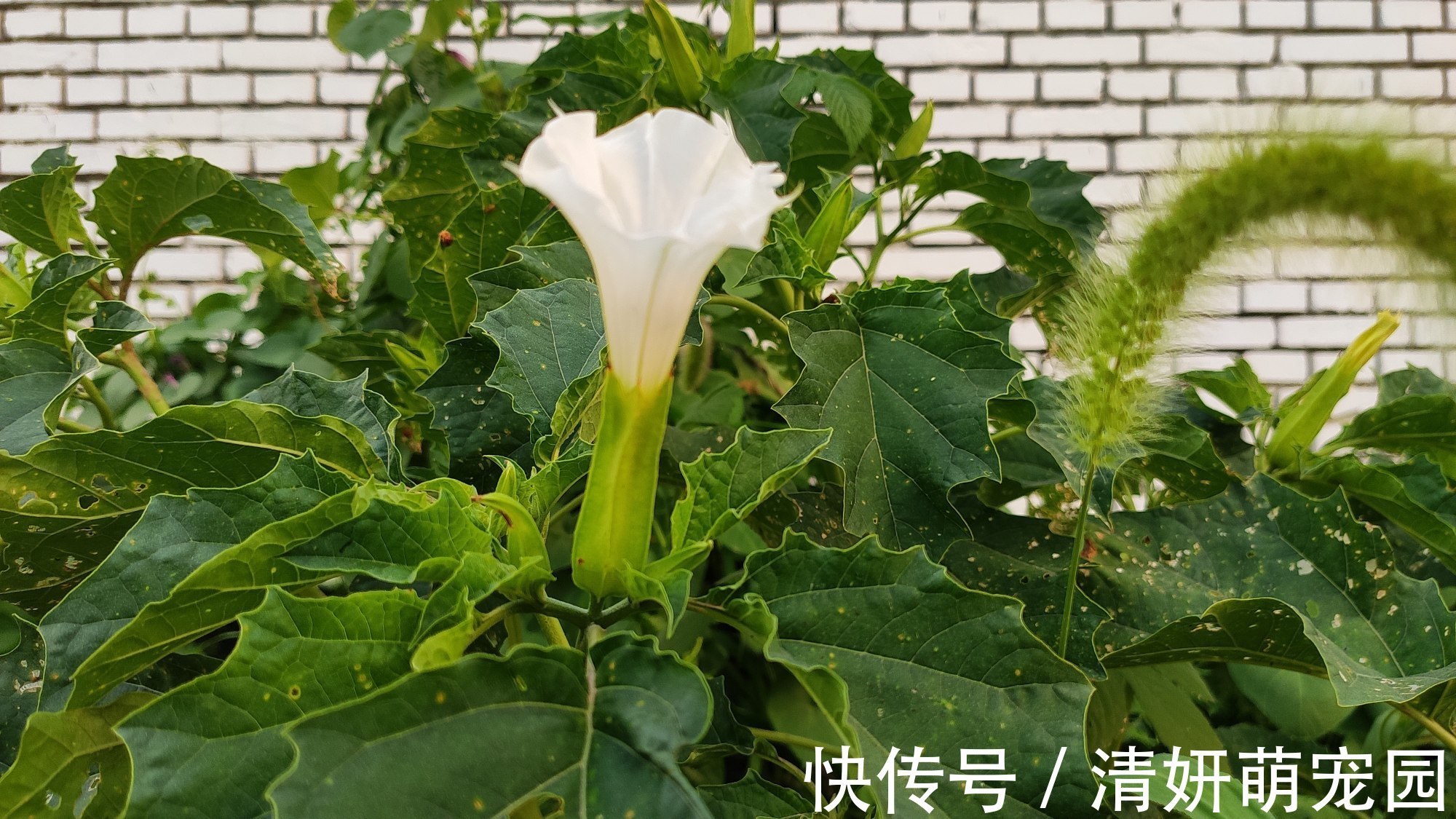 农村这种常见野草,原来就是曼陀罗花!遇到记得离远点!