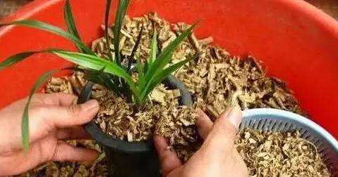 任何生根剂都没“它‘强,花盆里放一点,3-5天长出大白根