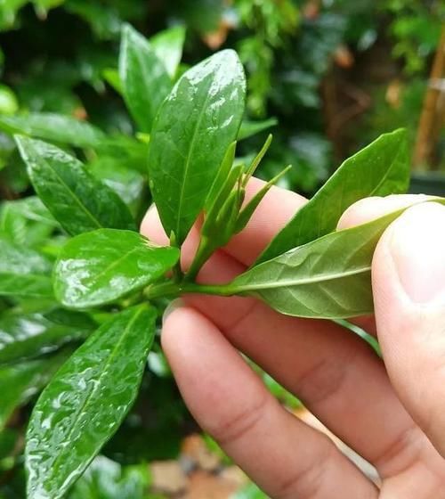 绒毛|5种花，叶子花苞有特殊，不能喷水，喷一次烂一次，得不偿失