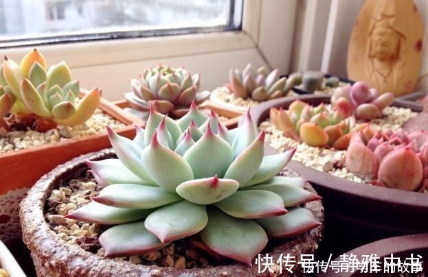 颗粒|种多肉听我的,记住5个关键点,盆盆都成活,个个胖嘟嘟!