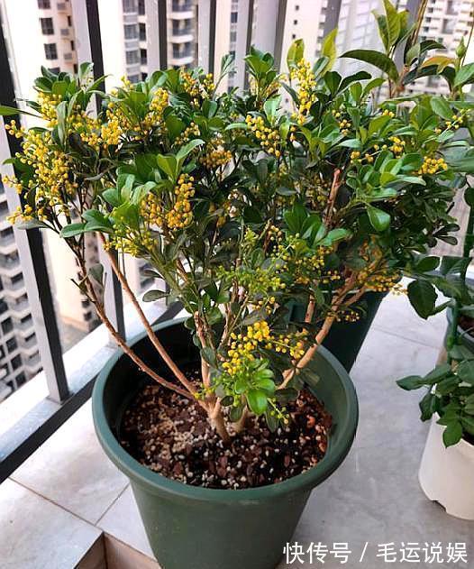 米兰开花香味足，养花“新手”都喜欢，但花朵上的“水珠”莫忽视