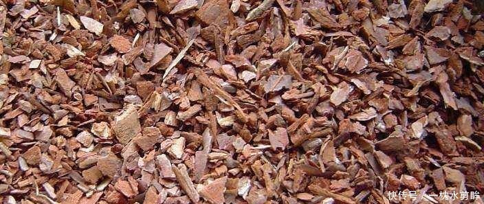 花友们|兰花盆土加点“万能肥料”,用对方法,可能真的10年不需要施肥!