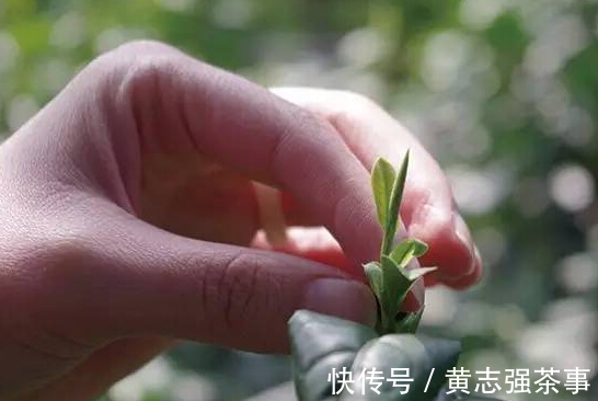 采摘!头采茶vs头春茶