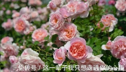 养花浇水，这几个错误别犯，不然养啥花都黄叶烂根，学会一生受用