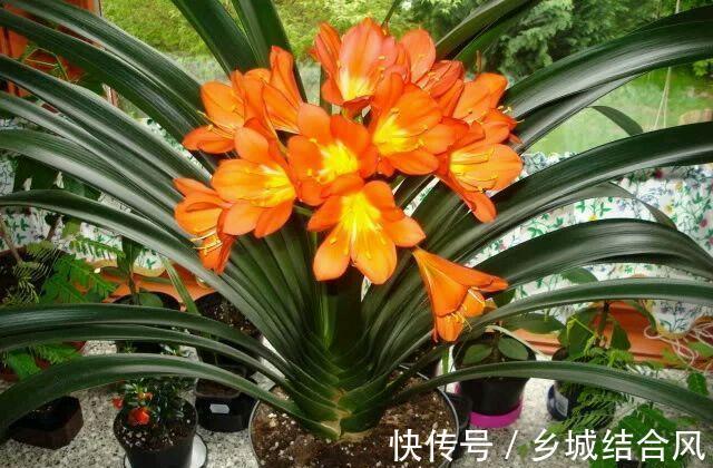 农历10月初7立冬后，养什么花？以下3种花，大吉大利福寿安康