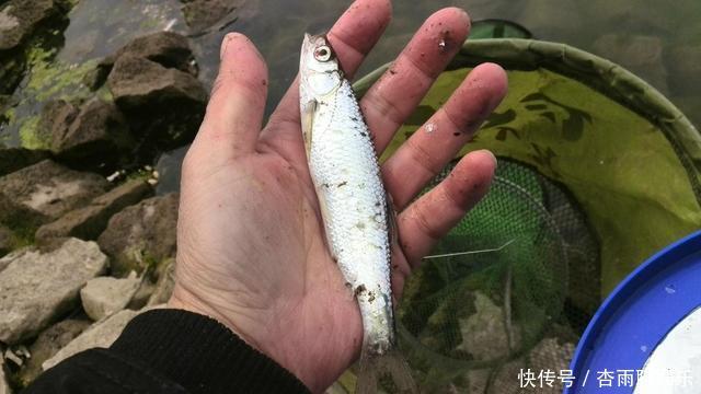 巧用蛛丝或棉絮,专门拉白条,一小时能上几十条