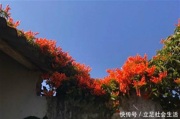 院子里养棵“它”，3年爬满墙，冬天开花太漂亮，邻居纷纷跟着养！