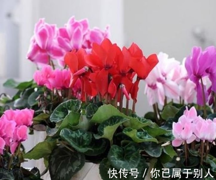 3种花是爆盆“能手”,开起花来“拦”不住,被称为开花机器