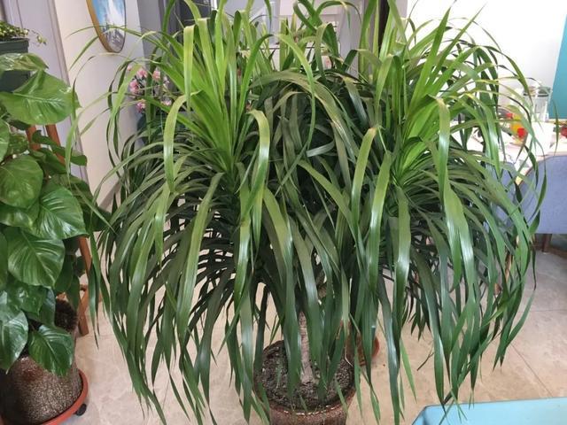 叶子|嫌花长的丑,趁现在砍头,满盆都是新叶子!