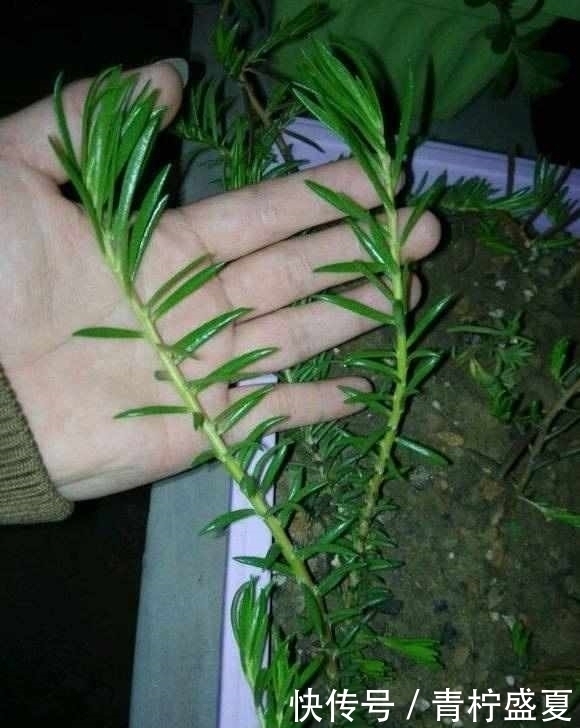 3种花很贵,买不起就不用买,扦插一根枝条,就能开花大半年!