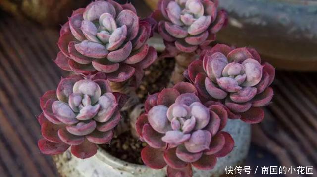 照顾|没有时间照顾多肉盆栽?不怕,这么“懒着养”反而容易出状态!