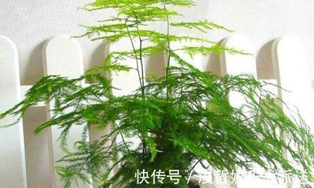 烂根|文竹爱黄叶，学了这5招，叶子绿的滴油，蹭蹭长到巨无霸！