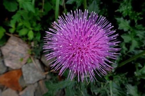 清热解毒|这“野菜”补钙效果好，能清热解毒，却让人很“讨厌”，你吃过吗