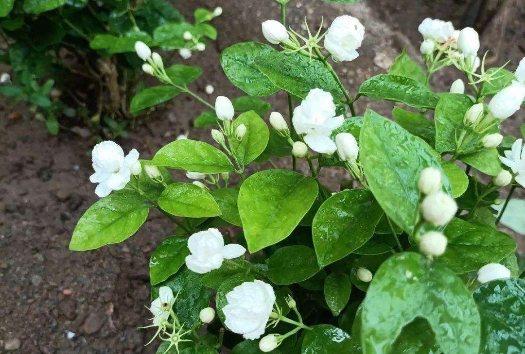 秘诀|想要茉莉花“勤开花”，“秘诀”全部在这里，不会的花友都学学！