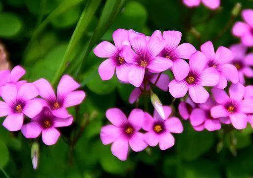 花色|最适合新手养的4种花,名字好听花更美,越养越上瘾,你养了吗?
