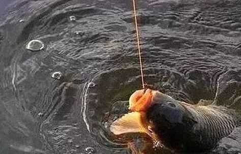 钓法|夜钓鲤鱼,真的不用吹,这套钓法最管用,大鲤鱼接连入护