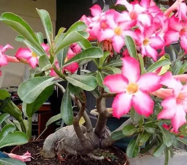 为懒人准备的6种盆栽花卉, 一两个月忘记浇水也能活得滋润