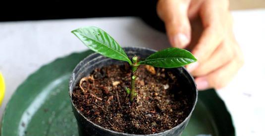 种花|5种花,6月扦插正当时,越热生根越快,现在繁殖几盆成大户