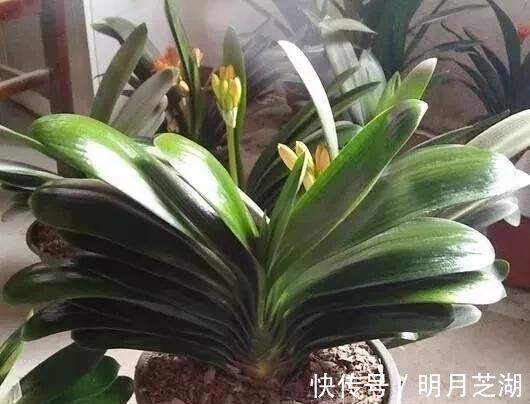 腐殖土|花盆里种的花不需要买泥土，用这种东西混合种的花草都很旺盛