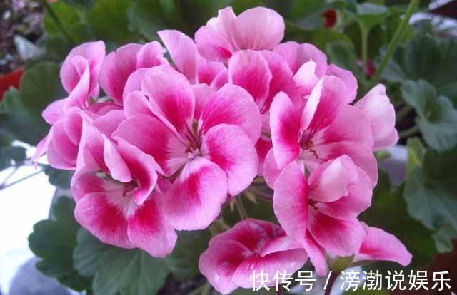 花肥|养花有“门道”，简单实用花长得好，茂盛不烂根开花一茬一茬！