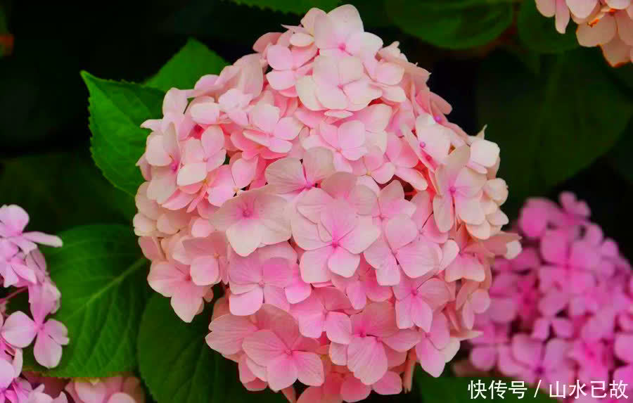 小苗|绣球花的养护重点,注意这些点,也不是很难养