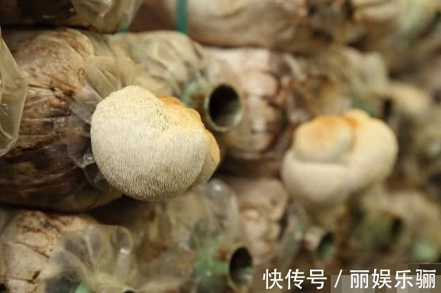 猴头菇|它是养胃“好帮手”,坚持用来泡水喝,或许能帮你慢慢养好胃