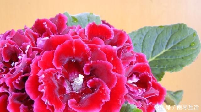 花草匠|新手养花别选“它”,花虽美得惊艳,却比“玫瑰”还难养,别浪费