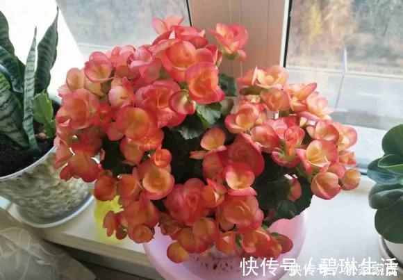 发财树|6种花天热会休眠,千万要少浇水,不然3天只剩盆