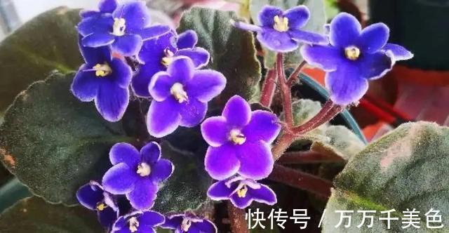 花卉|3种耐阴植物，还是同科的“亲戚”，养殖在北阳台上，照样开满花