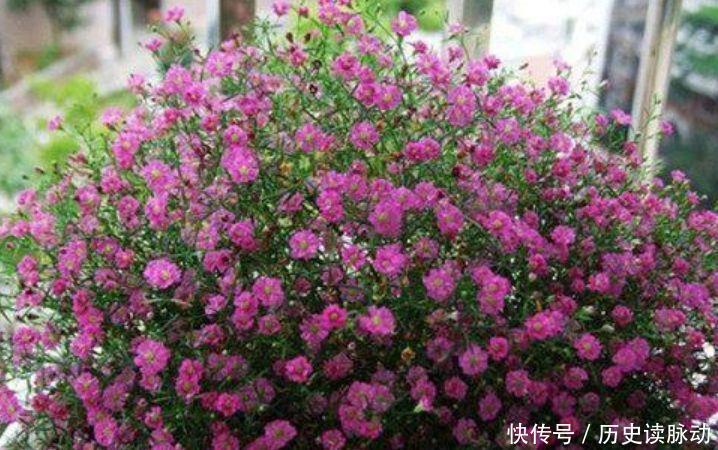 养花养个花期长的,花大色艳,四季繁花似锦,美极了