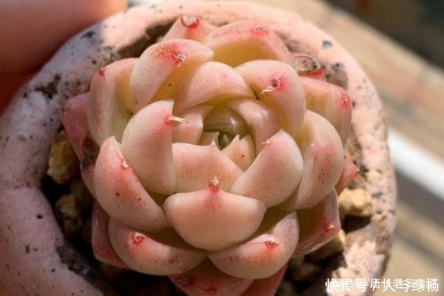 玫瑰女王和女王玫瑰两种多肉虽只是名称颠倒,但形态却有天壤之别