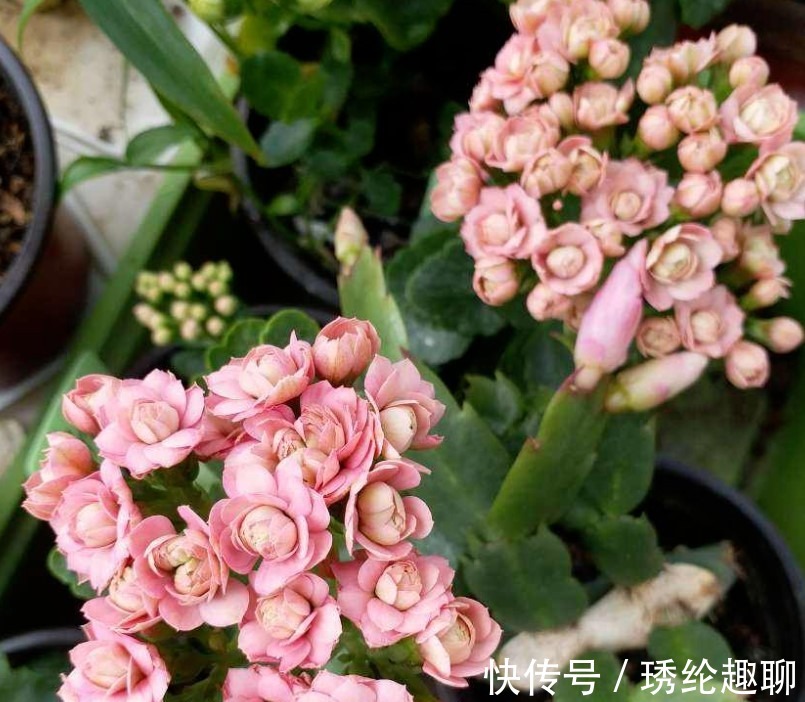 夏季|这两种花夏季千万不要购买回家,入夏就会休眠,非常难养活
