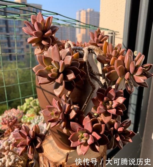 花友|养在室内的姬胧月越来越丑，果断换盆移到室外散养，半年成功逆袭！