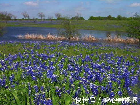 生肖狗|小三最惹不起的三大生肖女，天生足智多谋，老公都拿她没办法