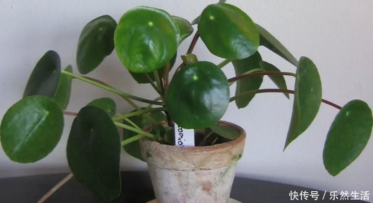 最适合养在室内的7种花，有点散射光就能蹭蹭地长