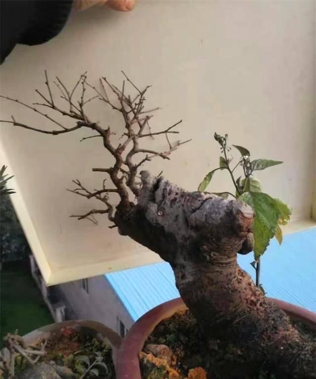 三角梅|拆迁工地捡的“灰木根”,泥盆里养30天,一冒绿芽,就知捡到宝了