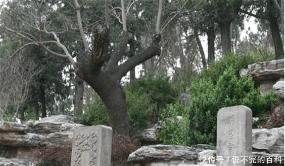 崇祯|崇祯皇帝上吊的那棵树, 算起来已经300多岁了, 如今还在吗!