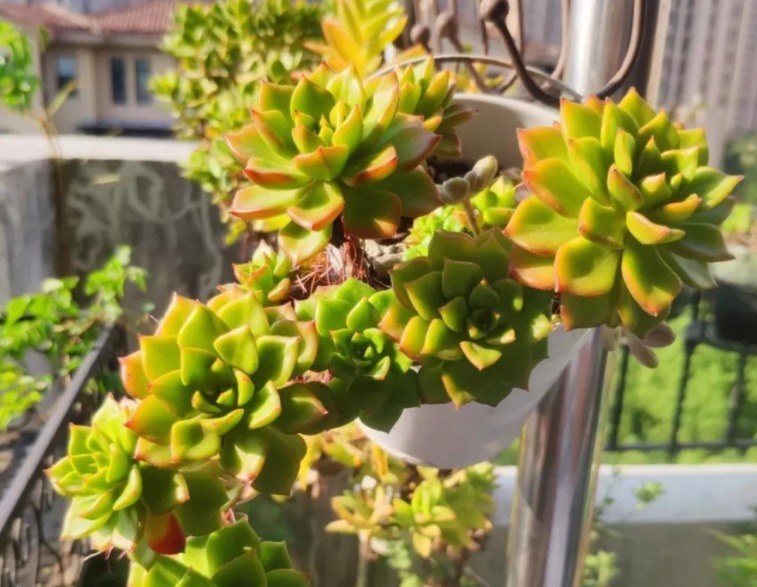 常备|养花常备1种肥就够了,毕竟所有的植物大多数时间都用得上