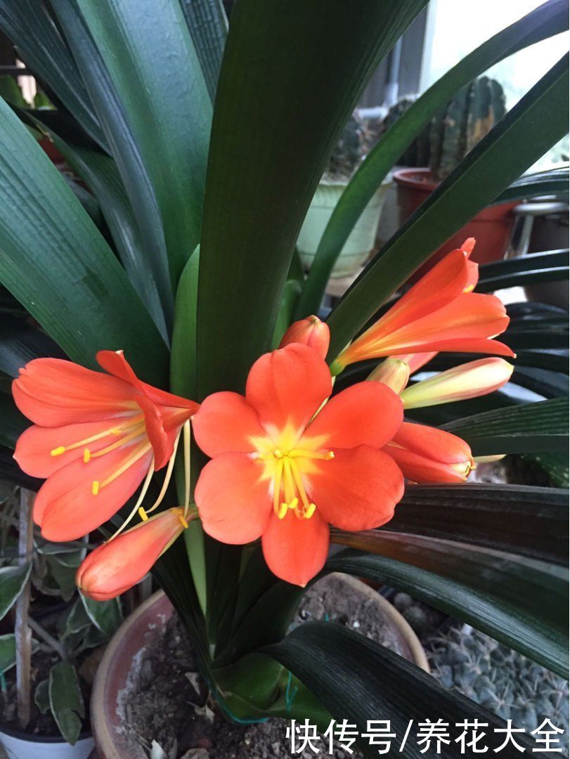 夏天|夏天养护君子兰，记住“两个不要”，不然状态会越来越差