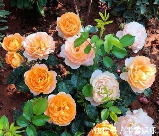 月季花|养月季花，1种肥料不可少，每月给它浇2次，一开花就大半年