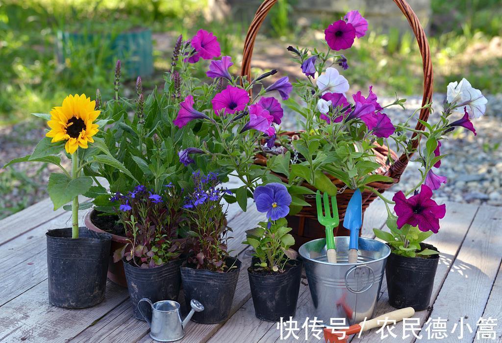 浇花|几种水别随便用来浇花,不但长不好,还会变得越来越差