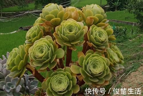 环境温度|新人练手养多肉选这几样,价格便宜,叶子晒晒太阳就成糖果色